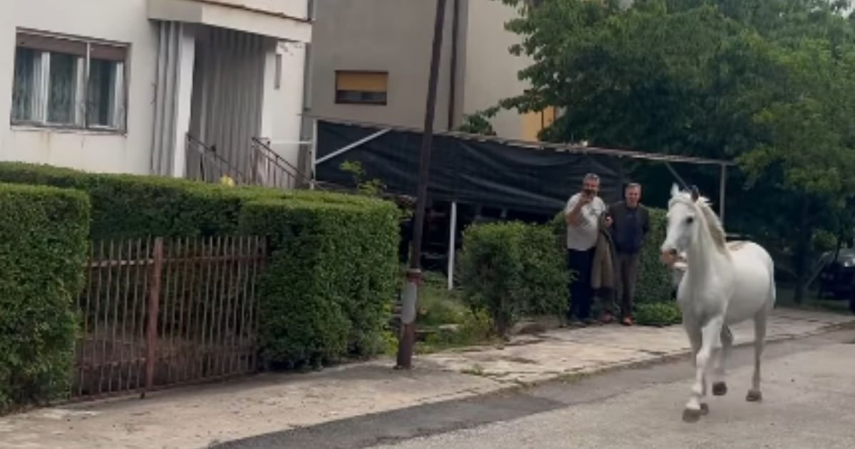 Polomili ogradu i krenuli u slobodu! Veličanstvene životinje trčale po gradu: Neverovatan snimak u Kragujevcu