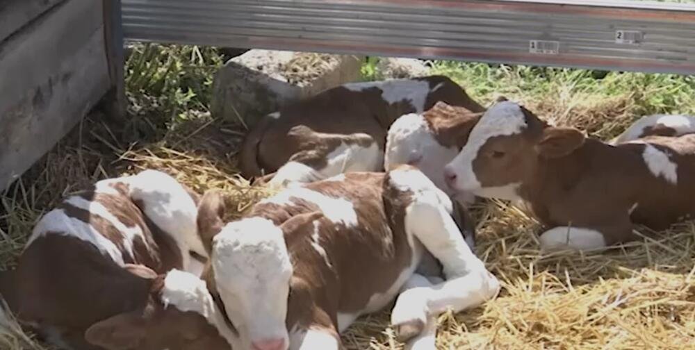 Čudo u Srbiji, kad su ušli u štalu, ljudi počeli da se krste: Gledajte samo ovo
