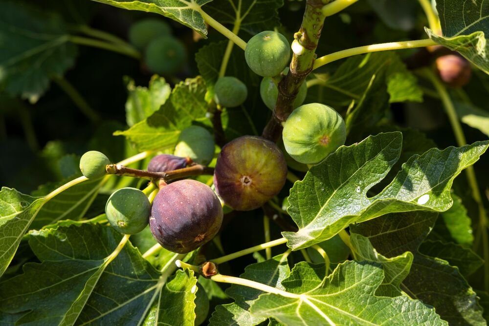Ako imate smokvu u dvorištu, ovo nikako ne radite: Greška koju mnogi prave, a šteta je nepopravljiva