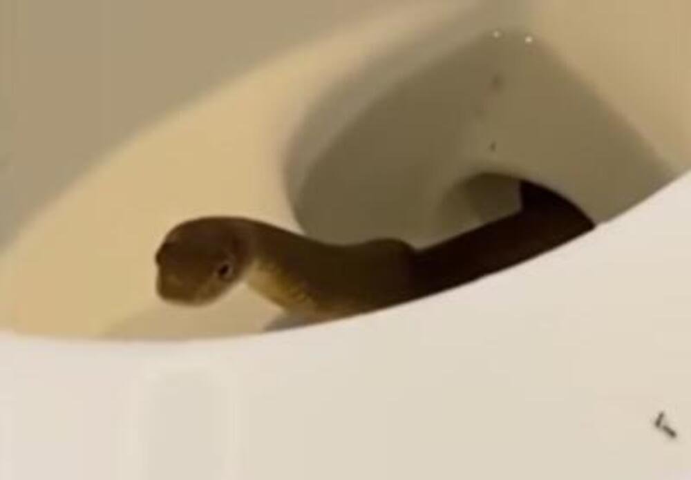 (VIDEO) LJUDIMA ISKOČILA ZMIJA IZ WC ŠOLJE! Snimili je kako se migolji, RADIO I ŠTAP: OVO JE KOŠMAR NAD KOŠMARIMA!