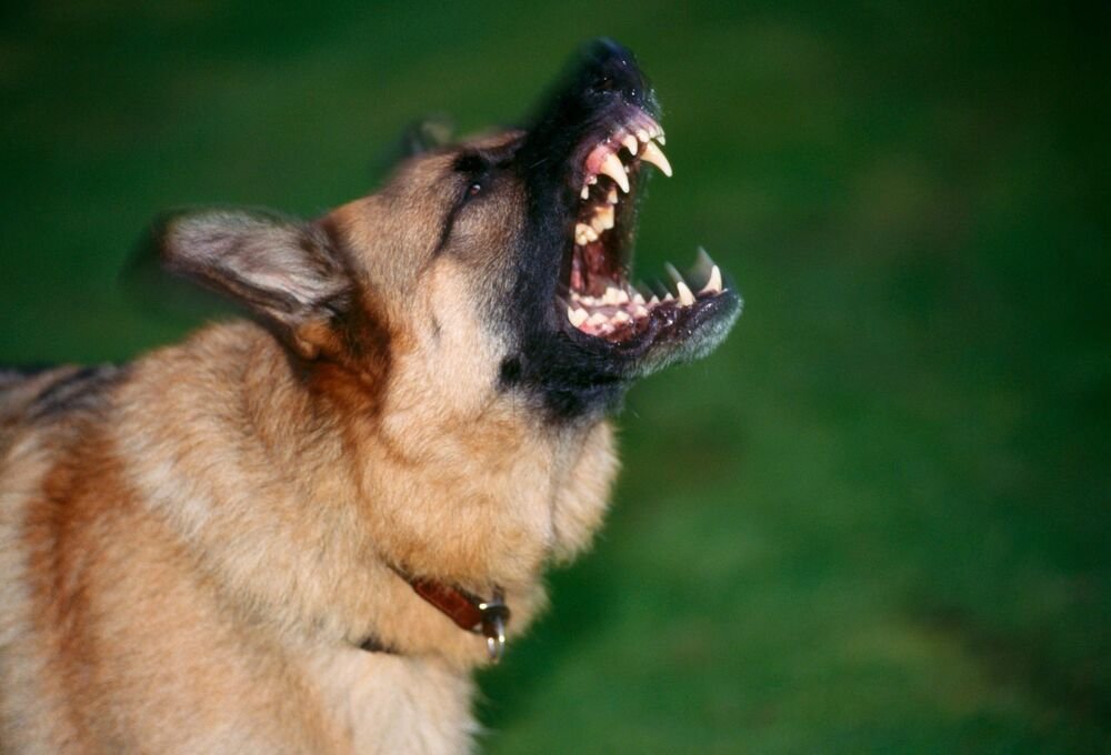 Pas napao muškarca usred veterinarske ordinacije: Zgrabio ga za vrat