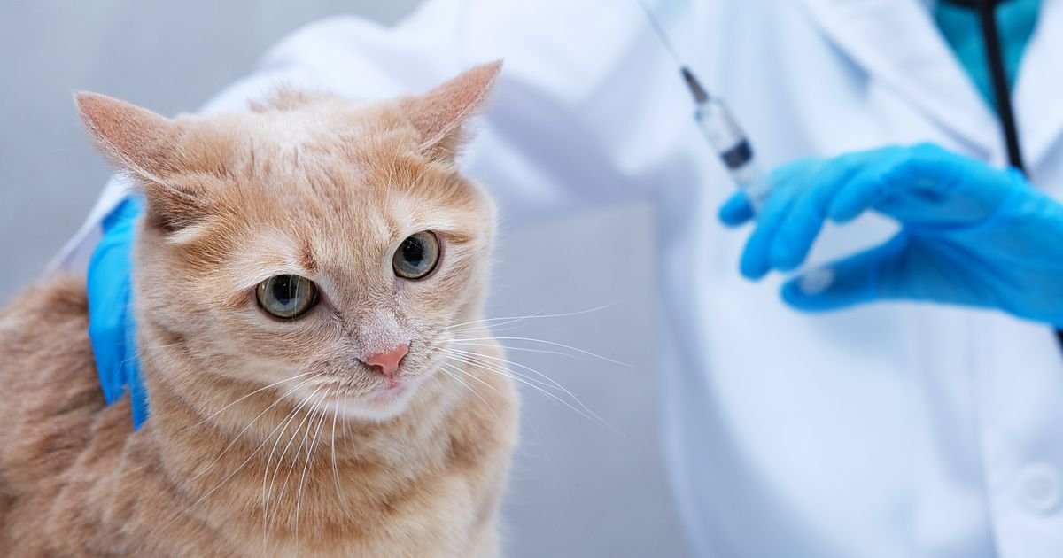 Veterinari upozoravaju: SEDAM SIMPTOMA nakon vakcinacije mačke koji zahtevaju hitno reagovanje