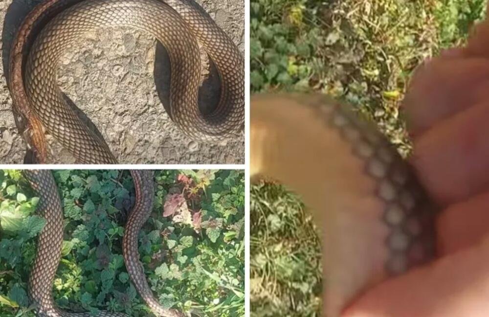 MOŽDA PRIVLAČITE ZMIJE, A DA NISTE NI SVESNI! Ovo je 5 mogućih načina: STRUČNJACI ZA ŠTETOČINE VAM OTVARAJU OČI!
