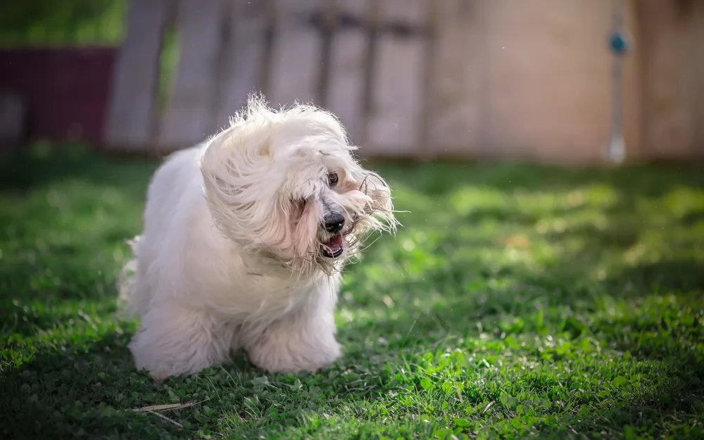 Zašto ljubimci tresu glavom i kada je vreme da se obratite veterinaru