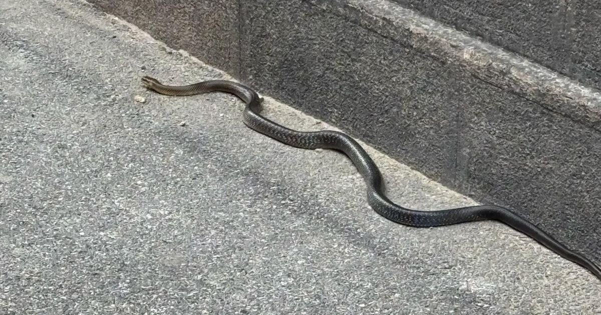 Šok u centru Zagreba! Žena pored zgrade snimila ogromnu ZMIJU: Onda je direktor zoo-vrta otkrio strašnu istinu
