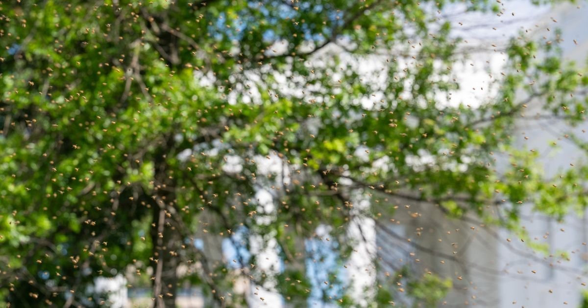 Hiljade pčela preplavile travnjak Bele kuće nakon širenja pčelinjaka Melanije Tramp: Pogledajte slike