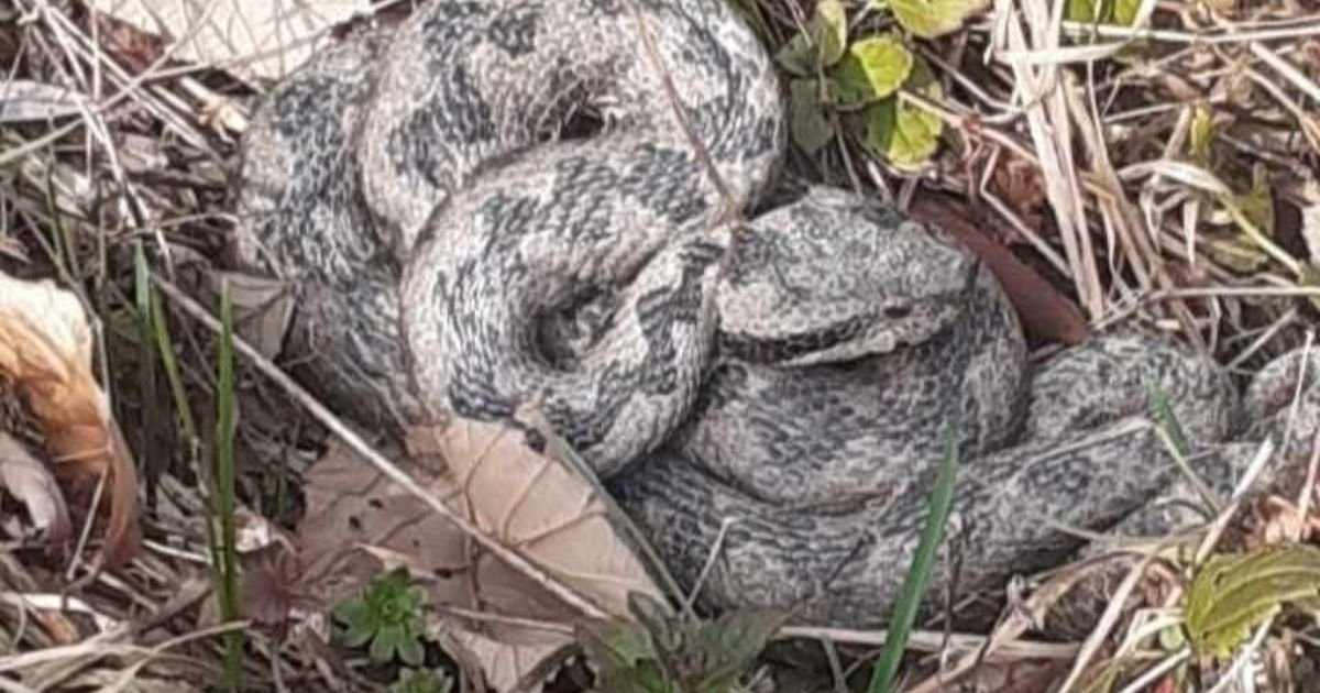 Na ovom mestu u Srbiji ima najviše poskoka: Najotrovnija zmija se OVDE "krije"
