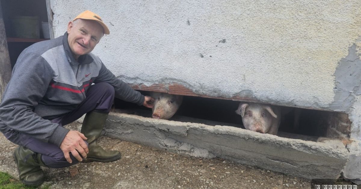 Neviđeno čudo u Srbiji: Rodilo se PRASE BEZ UŠIJU, postao miljenik domaćina, već mu dali ovo simpatično ime