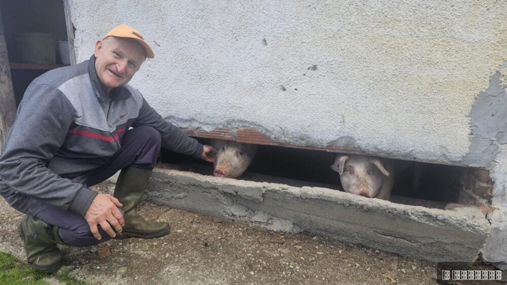 ČUDO NEVIĐENO POD MALJENOM! Pogledajte kakvo prase se rodilo kod deda Boška, MNOGI BI GA ODMAH ODBACILI (FOTO)