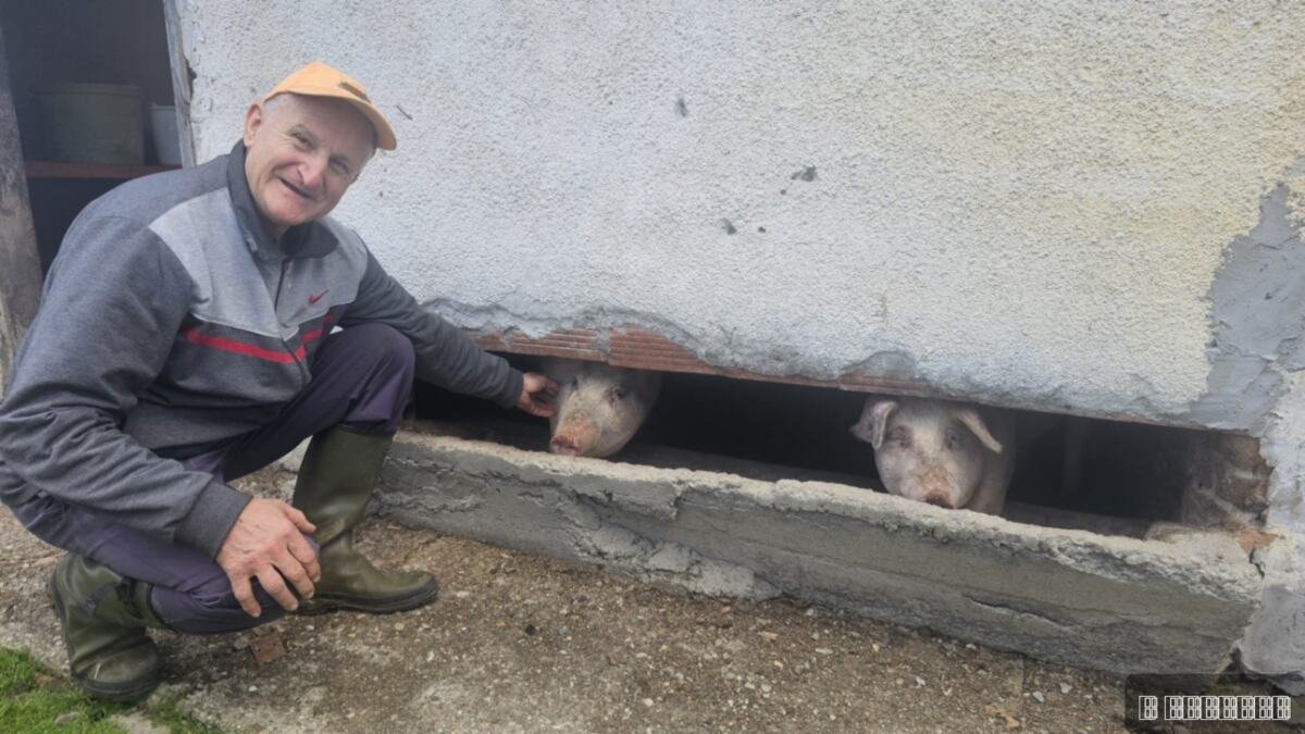 NIKAD VIĐENO, RODILO SE PRASE BEZ UŠIJU?! Jedni se krste, drugi ga slikaju! Narod pod Maljenom ovo ne pamti a desilo se u Boškovom svinjcu, ovako mu tepaju FOTO