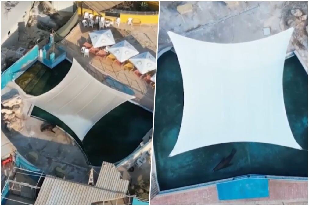 POSLEDNJA SLAMKA SPASA ZA MAJKU I SINA! Orka kitovi ostavljeni da UGINU u ZAPUŠTENOM zabavnom parku, hoće li posle 16 meseci PAKLA konačno biti izbavljeni?!