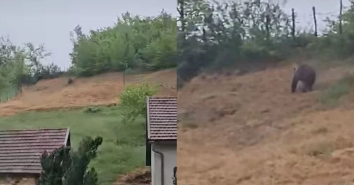 Neverovatan snimak iz Bugojna: Medved došao do kuća, šeta se kao da je u divljini a ne među kućama