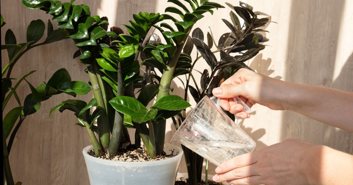 6 sobnih biljaka koje rastu velike, a zahtevaju vrlo malo truda: Veliki efekat, minimalan napor