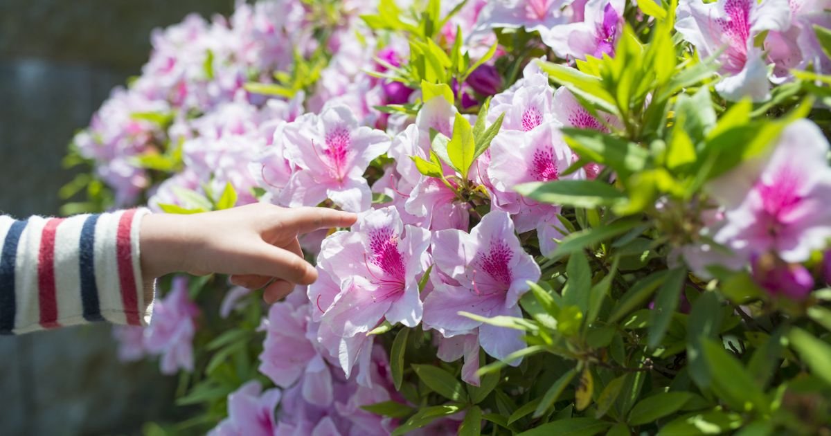 Jedan prirodan rastvor je tajna bujnog cveća, ali ga većina koristi pogrešno: Ova greška može da uništi biljku