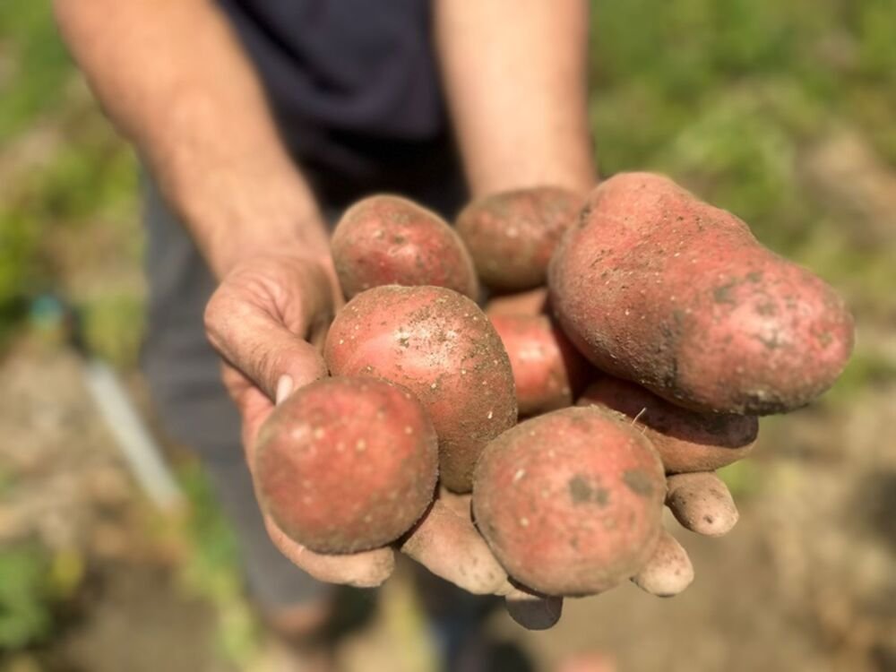 DA LI STE PRIMETILI DA JE KROMPIR OVIH DANA ČUDNOG UKUSA? Evo na šta treba da obratite pažnju PRILIKOM KUPOVINE!