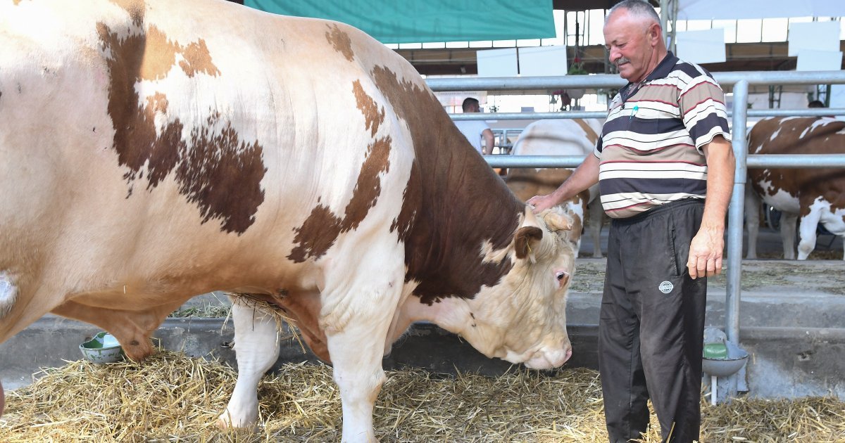 Skandalozno veliki: Kada vidite koliki su bik Jablan i ovan Matador, pašće vam VILICA!
