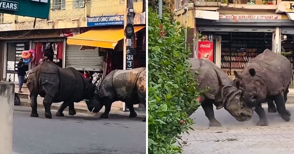 Dva nosoroga se potukla na gradskoj ulici u Nepalu: Surova borba titana za teritoriju usred bela dana
