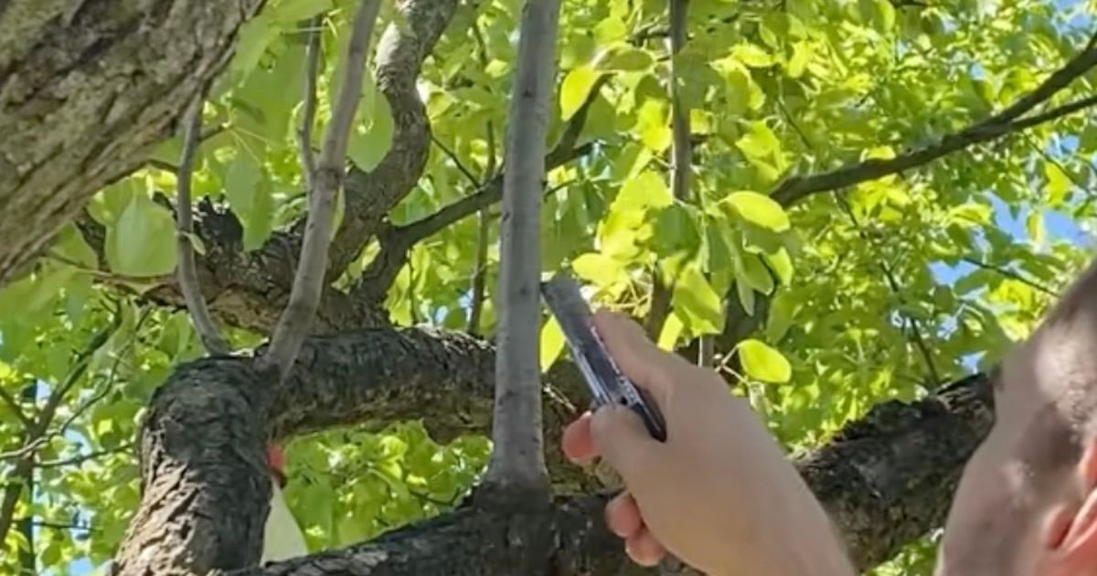 Marinko je pokazao najbolji trik za dobijanje novog voća bez kalemljenja: Treba vam svega par minuta