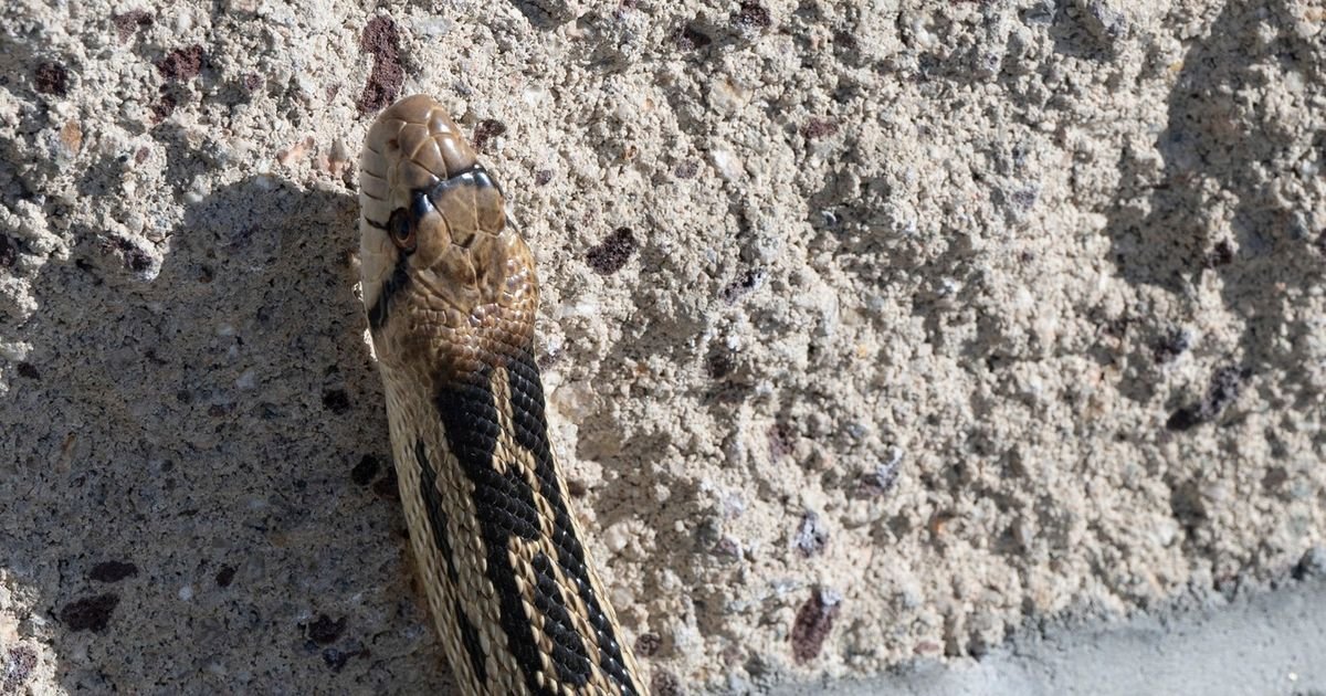 Zmije mogu brzo da se popnu do prvog sprata: Posebno im pomaže ako OVO imate na zidovima kuće