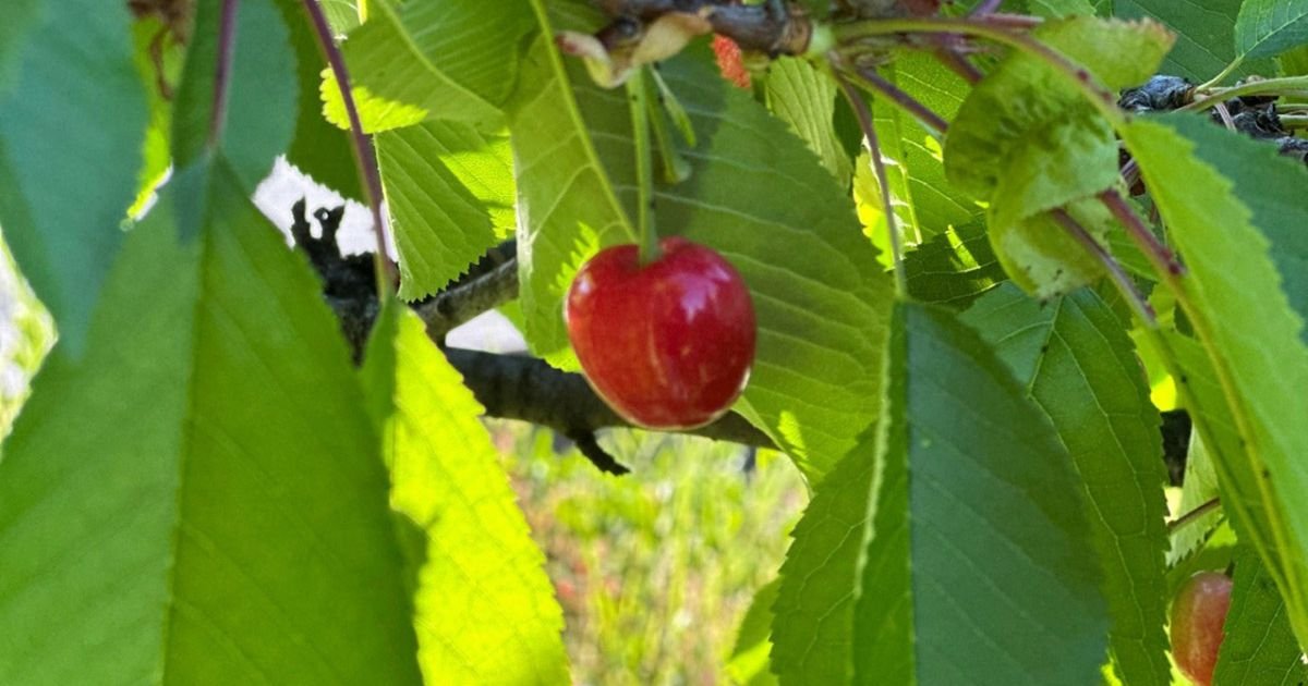 Stigle su domaće trešnje: Počela berba u srpskim selima