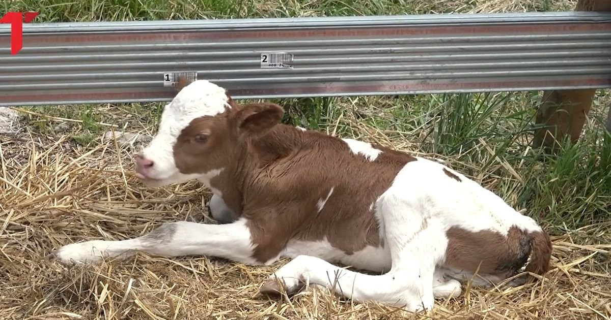 Ovo srpsko selo nije zabeležilo! Kod Ivana na farmi desilo se ČUDO: Snimili smo šta je krava Jana otelila
