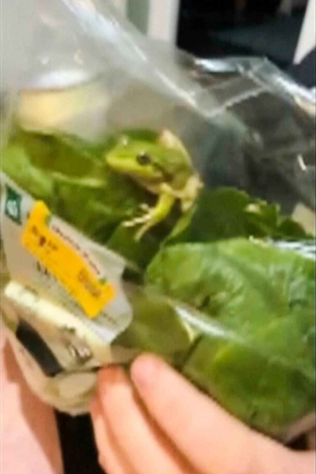 Pronašao živu žabu u zatvorenoj kesi zelene salate iz samousluge