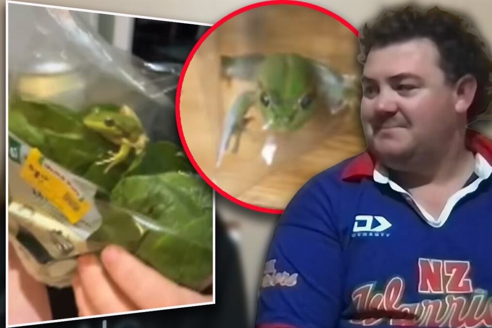 KUPIO KESU ZELENE SALATE, A U NJOJ ŽABA! Australijanac prvo mislio da je to šala gostiju koje je zvao na roštilj, nazvali je "Greg" i pustili u jezerce (VIDEO)
