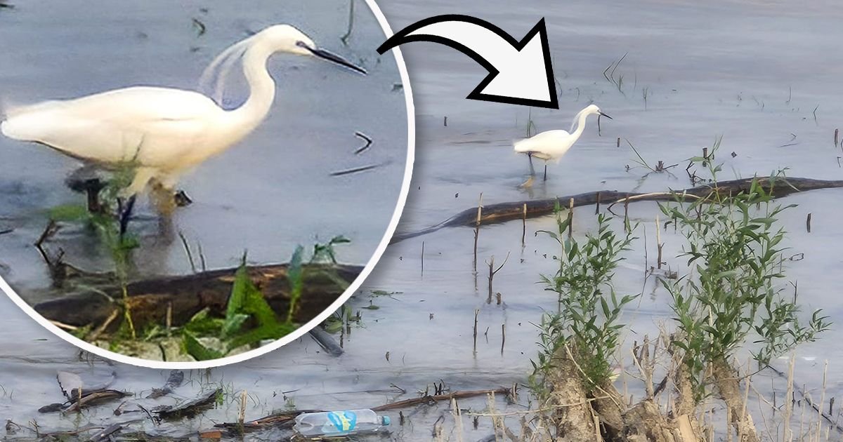 Ovo se ne viđa svaki dan na Savskom keju: Usnimili smo malu beli čaplju! Retka ptica oduševila decu