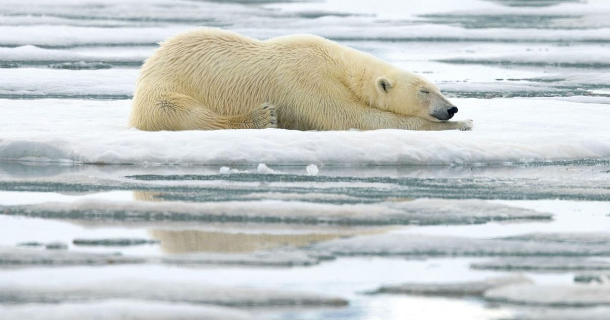 Ptičji grip prvi put pronađen kod polarnog medveda u Norveškoj: Širi se patogeni virus