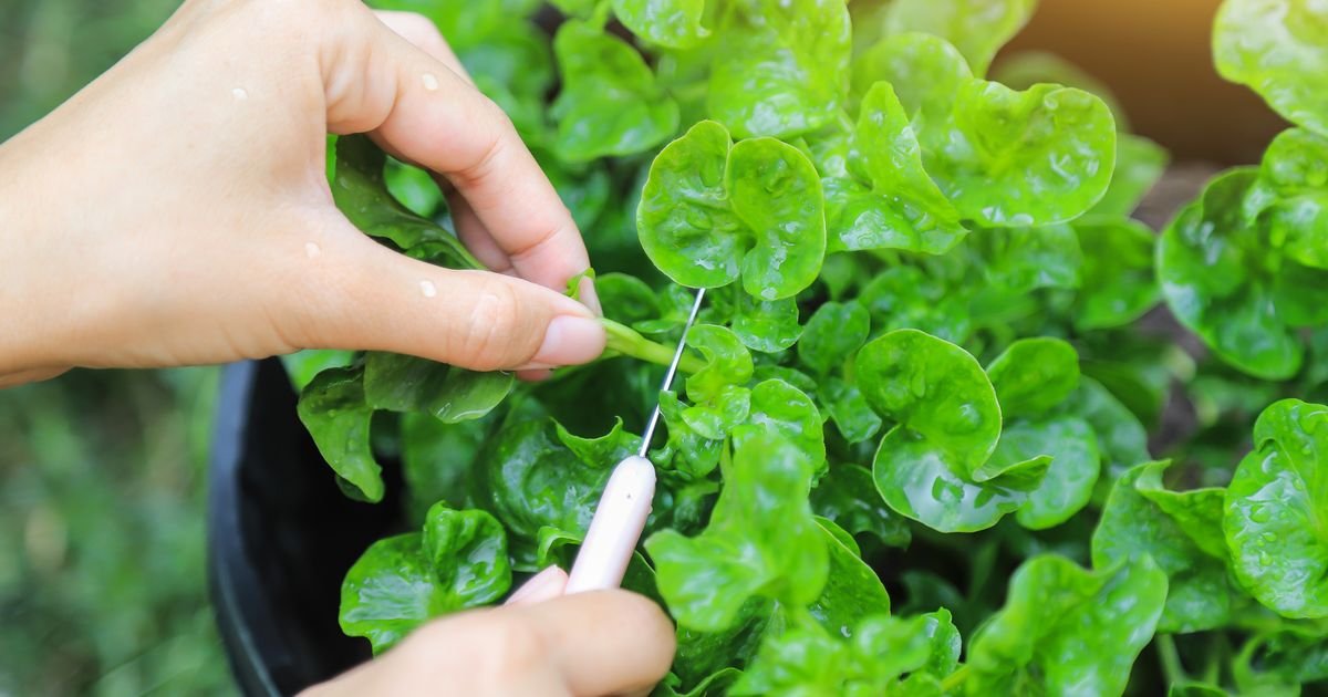 Najzdravije povrće na svetu prodaje se na svakoj pijaci u Srbiji - puno vitamina, a skoro džabe