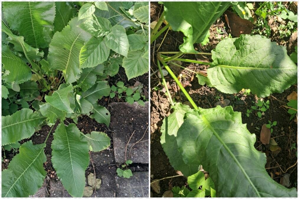 OD NJIH SE PRAVE NE SAMO SARMICE Tradicionalna kuhinja vranjskog kraja! Dobrica naučila od svekrve pa kaže: Daju poseban šmek svakom jelu (FOTO)