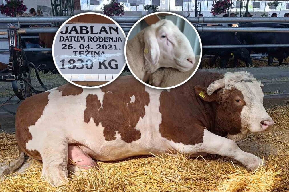 JABLAN OD SKORO DVE TONE MIRAN KAO JAGNJE: Po ceo dan voli da jede, spava i šetka! Ovaj bik i ovan Matador dve su najveće atrakcije NS Sajma poljoprivrede FOTO