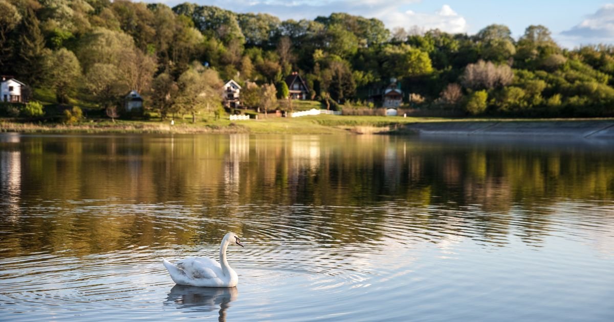 Ovaj RAJ na zemlji nalazi se u Srbiji! Košute preplivavaju jezero, a pored je porodična oaza