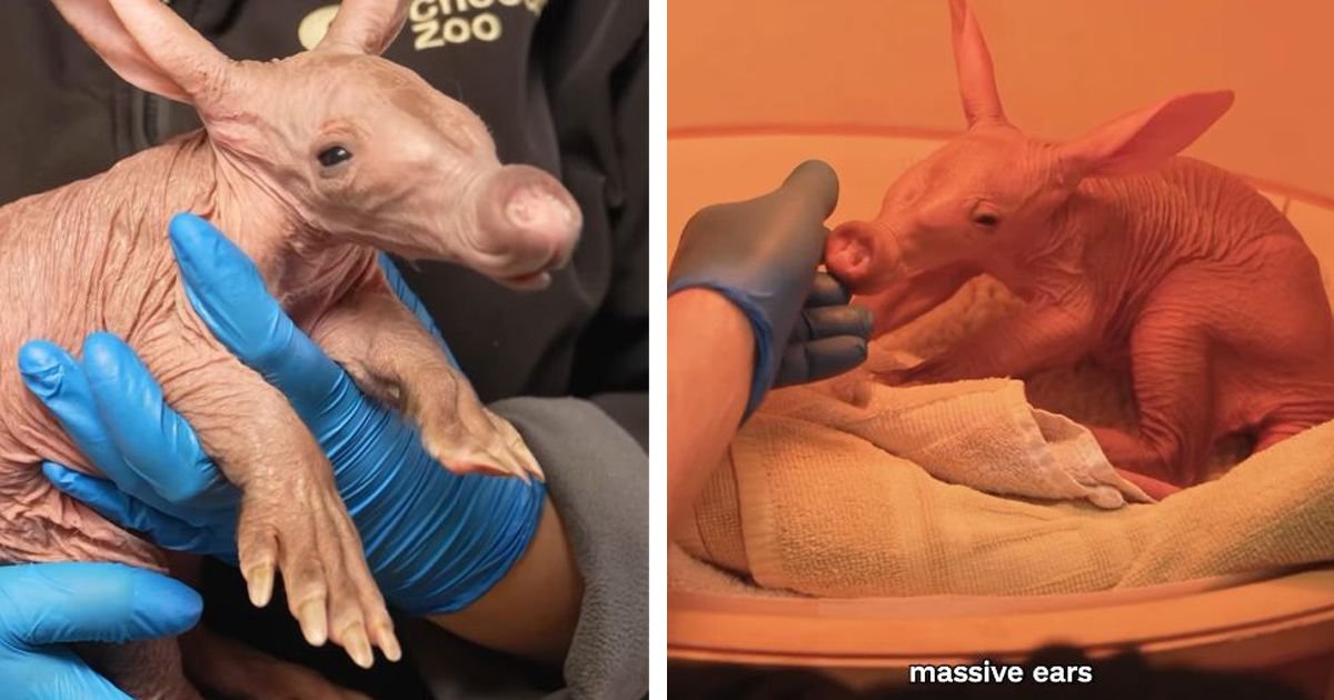 Mladunče ove životinje je postalo prava atrakcija u Zoo vrtu: Da li znate o kojoj vrsti je reč?