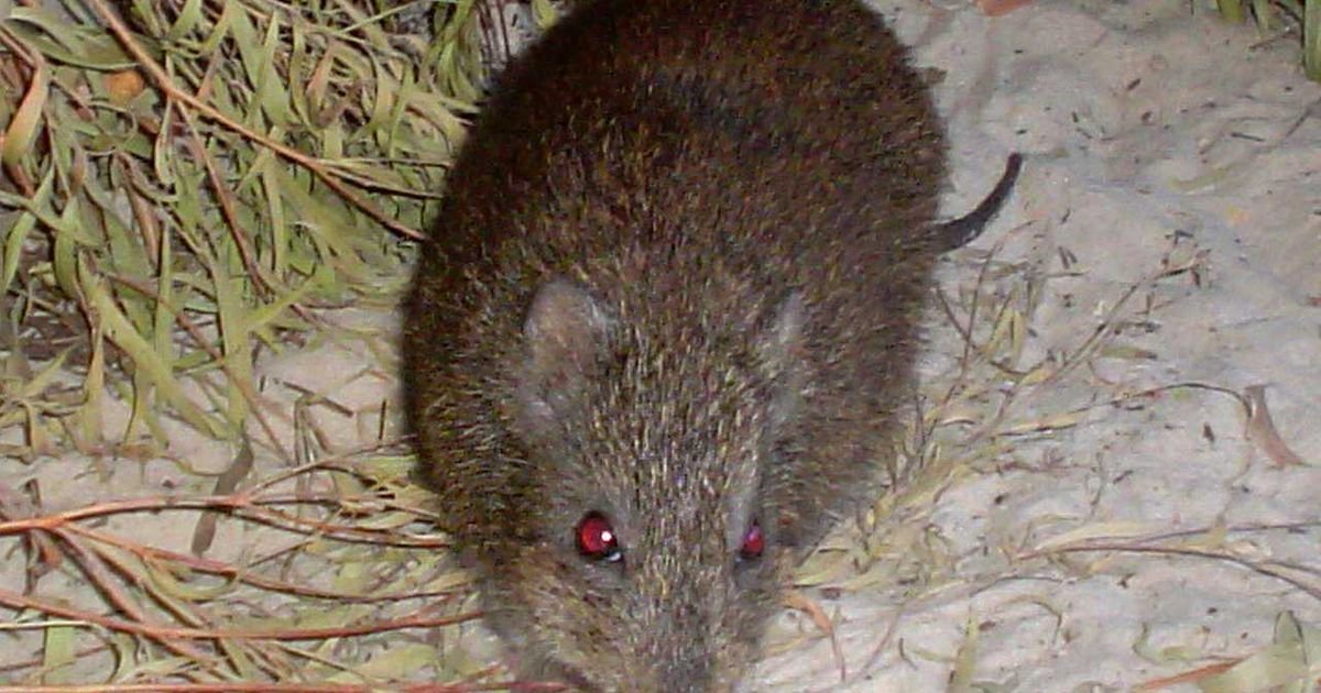 Naučnici koriste DNK iz izmeta da bi spasili najređeg torbara na svetu