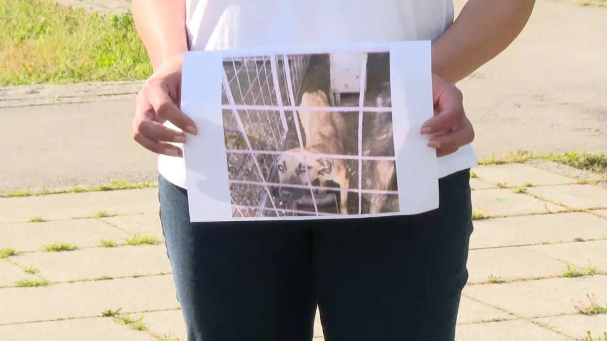 Kreni-promeni: Samo za beogradsku zoohigijenu se izdvaja šest miliona evra iz budžeta, a u mnogim prihvatilištima psi "skapavaju" u fekalijama