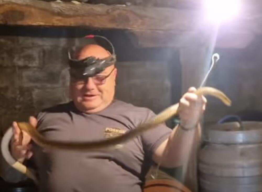 "HOĆE DA PIJE SA ČIKA SLOBODANA!" Pogledajte samo gde je zmijolovac Vladica našao zmiju, NEVEROVATNO! (VIDEO)
