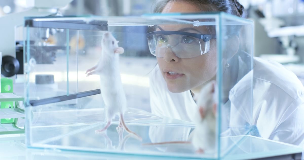 Naučnici pojačali jedan protein i stariji miševi postali snažniji i zdraviji
