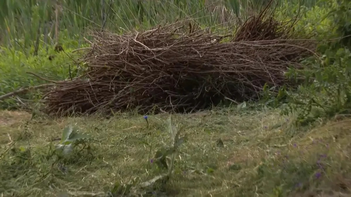 (VIDEO) N1 u Jarkovcima: Završena pretraga, jak i neprijatan miris u blizini mesta gde je pronađeno bure sa telom