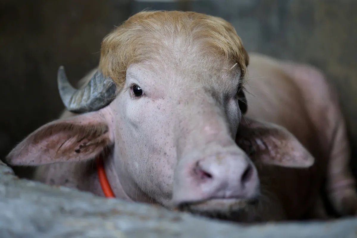 Albino bivo koji ima frizuru kao Donald Tramp zvezda u Bangladešu
