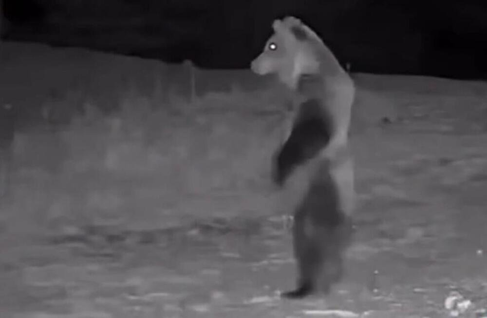 POJAVIO SE SNIMAK MEDVEDA KOJI "PATROLIRA" SELOM USRED NOĆI: Ljudi u Srbiji masovno gledaju ovaj snimak (VIDEO)