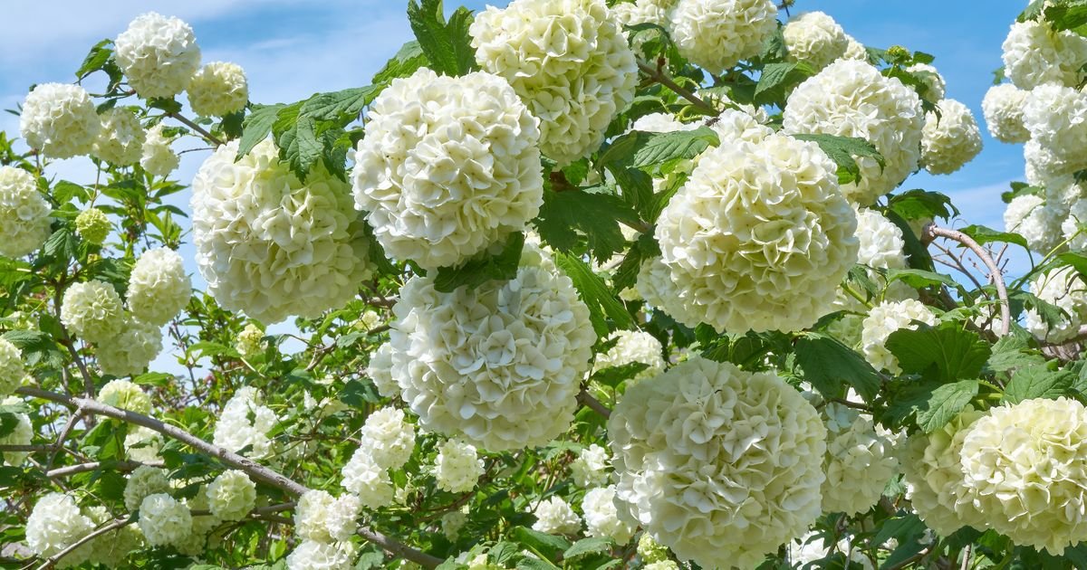 Zvali su je crvena kalina i snežna grudva: Biljka koja očarava bojama i vekovima se koristila za lečenje