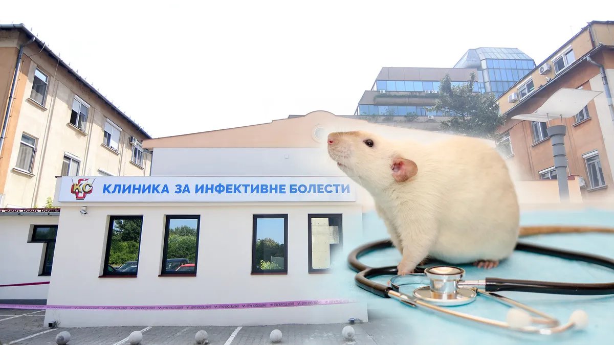 Kako je pacov stigao do Infektivne klinike u Novom Sadu: Lekari tvrde da miševa ima po svim bolnicama i pitaju šta radi sanitarna