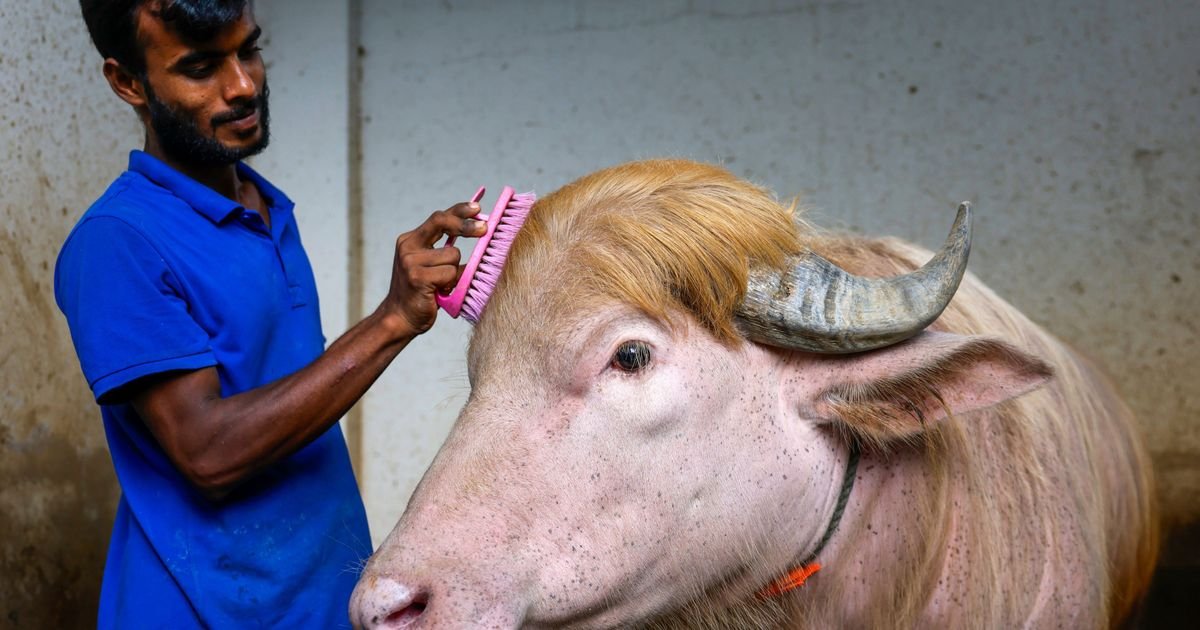 Plavokosi albino bivo koga su nazvali Donald Tramp postao zvezda u Bangladešu