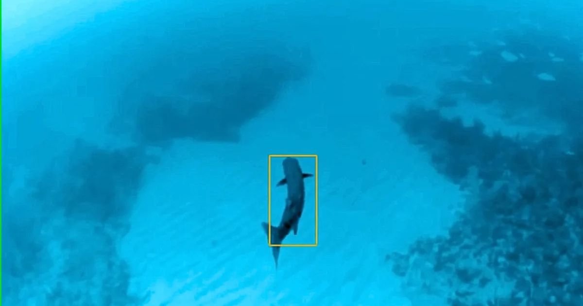 Podvodni robot pratio barakudu 10 minuta i otkrio potpuno tajno mesto u okeanu