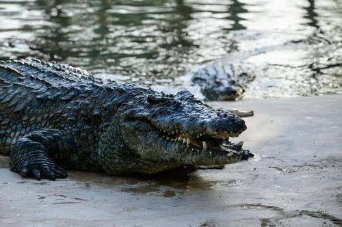 HOROR NA SAFARIJU! Dvoje turista BRUTALNO UBIJENO i bačeno u reku PUNU KROKODILA! Prva ubistva tokom stogodišnje istorije nacionalnog parka Kruger!