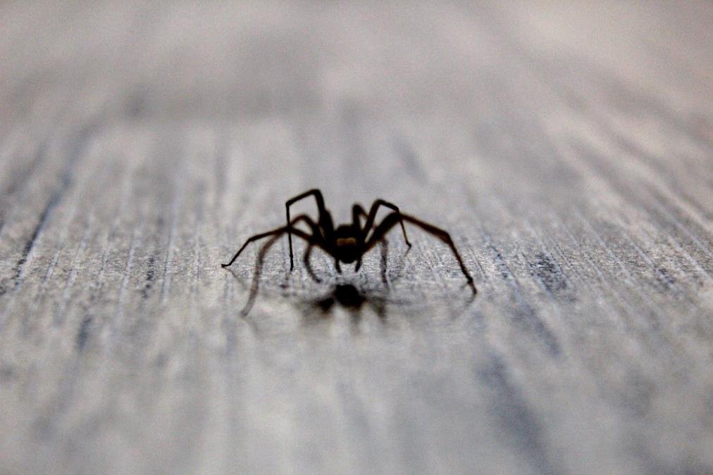 Prirodno rešenje protiv insekata: Ako imate ovu biljku u kući, pauci i mušice će nestati!