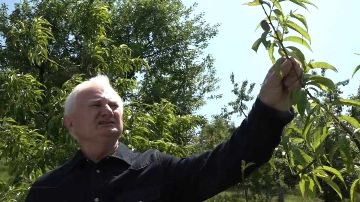 "DONEO MI DRUGAR NEKOLIKO I ZAKOPAM U ŽARDINJERU DA VIDIM DA LI ĆE DA NIKNE" Sad kod Zorana u dvorištu raste čista egzotika, niko ne zna koje je to drvo VIDEO