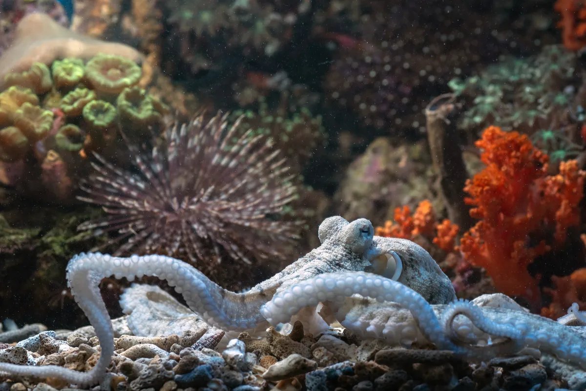 Otkrivena sićušna hobotnica plave boje na Galapagosu (FOTO)