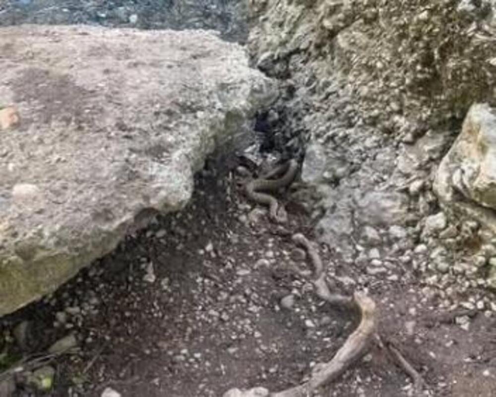 OZBILJNO UPOZORENJE! OTROVNICA SNIMLJENA U SRPSKOJ BANJI! Potpuno je nevidljiva i spremna za napad! (FOTO)